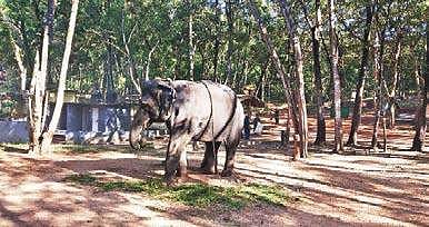 Good news for the young and old jumbos at Kottur