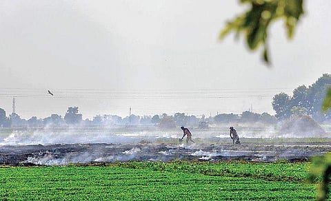 Farmers work in a field as smoke rises due to the burning of paddy stubbles at a village on the outskirts of Amritsar | Pti
