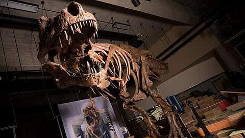 World's biggest ever Tyrannosaurus rex skeleton found in Canada
