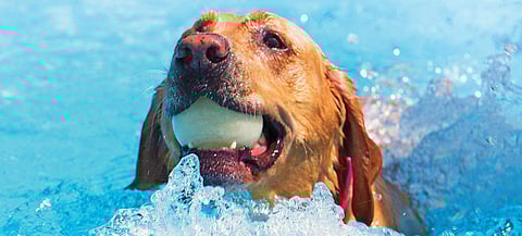 Protect your pets from heat stroke, tick infestation and skin irritation