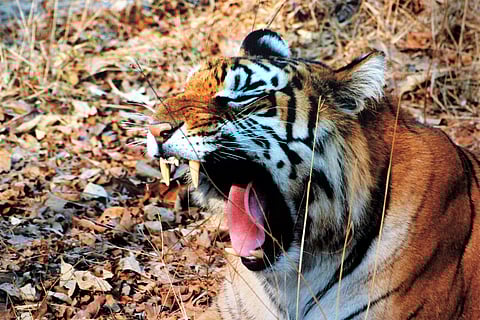 For representational purposes (File Photo | EPS)