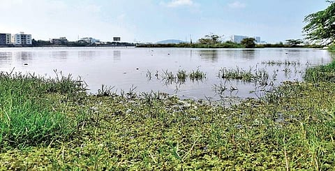 Perumbakkam lake is the biggest lake in Tambaram Taluk (Photo | Ashwin Prasath/EPS)