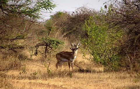 Image of bucks used for representational purpose (File Photo | EPS)