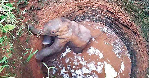 The 10-month-old female elephant, which accidentally fell into an open well at Manikandanchal, under Kuttampuzha forest range near Pooyamkutty, on Thursday