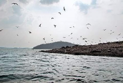 Bhadra Reserve backwaters