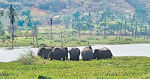 With campaigning on in full swing, farmers are, however, busy filing complaints of elephant invasions in their villages, keeping forest officials on their toes | Express