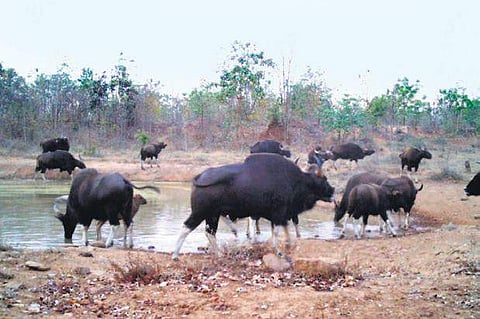 A herd of gaurs used for representational purposes only