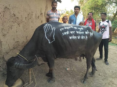 The buffalo with the Congress message in Kawardha district. (Photo | EPS)