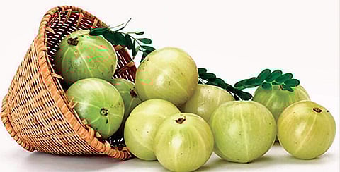 The many benefits of Indian gooseberry Amla