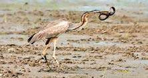 Pics Vishnupriyan Kartha