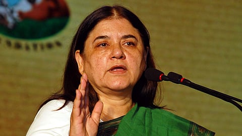 Union Minister Maneka Gandhi (File Photo | EPS)