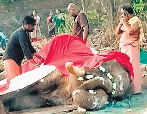 The carcass of tusker Balaraman being readied for the public to pay respects