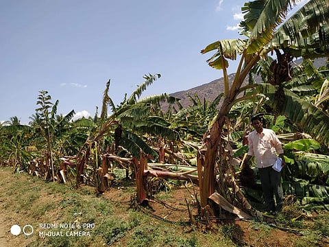 Two cows were electrocuted and thousands of plantain trees damaged in heavy rains that lashed parts of Vaniyambadi Taluk in Vellore.