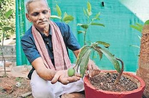 Lakshminarayana R Hegde with his bonsai | D hemanth