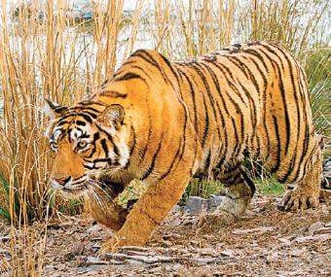 For representational purposes