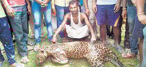 Villagers in Bihar’s Muzaffarpur district recently killed a leopard. (PHOTO |ENS)
