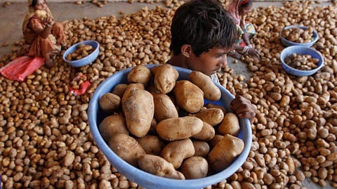 PepsiCo sues Gujarat farmers for growing a potato variety used for Lay's chips
