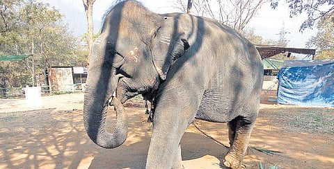 Thiruvilanji Kumarar temple elephant succumbs due to medical neglect?