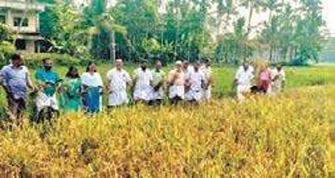 The board members of the Mulanthuruthy Public Library during the harvesting of paddy cultivated on its land