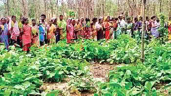 Kendu leaf pluckers in Kursibeda village under Gorakhunta panchayat in Malkangiri (Representative Image )