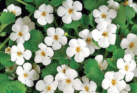 Brahmi flowers