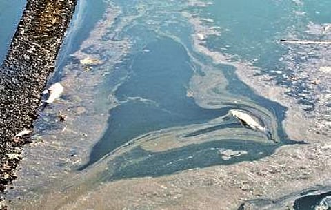 The exact cause for the fish kill is yet to be ascertained | Shimoga nandan