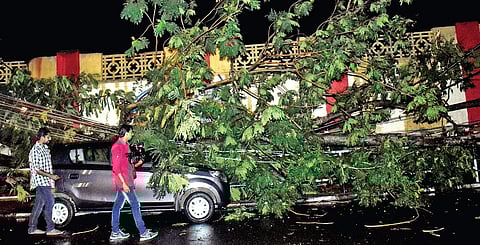 A car that got damaged after a tree branch fell over it on the Press Club road after heavy rain lashed Thiruvananthapuram city on Friday evening | Express