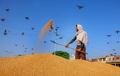 Bumper crop: Centre hikes wheat import tariff to 40 per cent