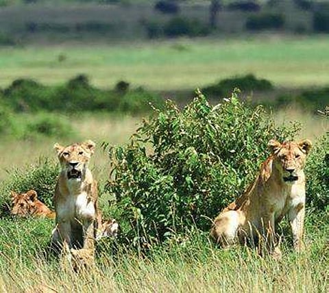 Photos clicked by Parag Kulkarni in Maasai Mara, Kenya