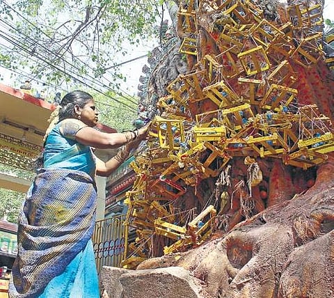 The tree is located behind a small gate at the junction after Harrington Road|Nakshatra Krishnamoorthy