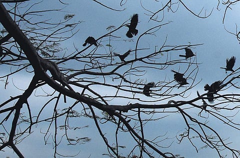 Dark clouds hover over the Thiruvananthapuram skyline on Monday afternoon. But the heavy downpour did not materialise.Denizens, who expected torrential shower in the wake of IMD warning on Fani, had to contend with a mild shower | b p deepu
