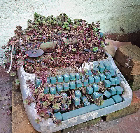 Zen in urban gardens