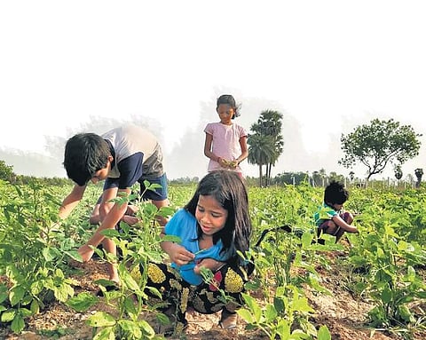 The friends visit the farm every weekend