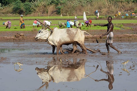 A paddy farmer (Photo | V Karthik Alagu)