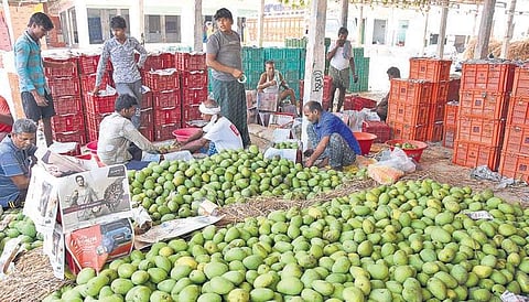 Mango traders at Nunna wholesale fruit market, one of the largest in Asia and State’s largest, in city | R V K Rao