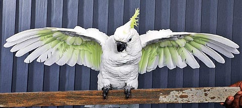 Cockatoo
