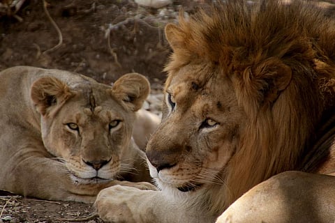 Image of lions used for representational purpose only. (Shimoga Nandan | EPS)