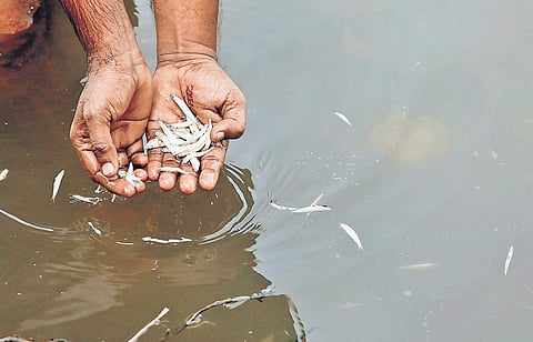 Dead fish collected from Periyar at Eloor | ARUN ANGELA