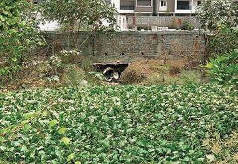The surplus canal covered in water hyacinth | NIRUPAMA VISWANATHAN
