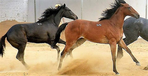 For representational purposes (File Photo | EPS)