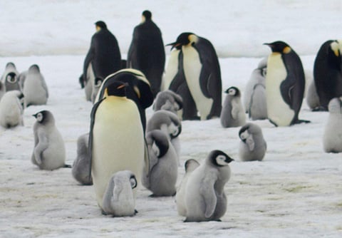 Emperor penguins and chicks at Antarctica's Halley Bay (File Photo | AP)