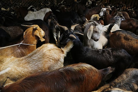 Image of goats used for representational purpose only. (Photo | AP)