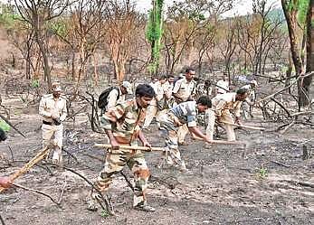 Forest personnel sowing seeds in Bandipur forest where vast swathes were destroyed in a forest fire | Express
