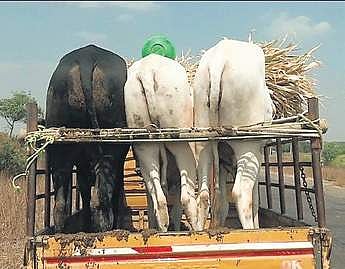 Cattle heads being taken in a goods vehicle from Aland taluk to Maharashtra | Express