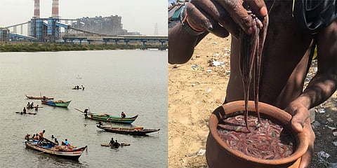 File photo of local fishermen fishing in Ennore creek. Polychaete worms collected by Kaattukuppam fishermen. (Photo | EPS)