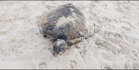 Image of the turtle that washed ashore near Surathkal. (Photo | EPS)