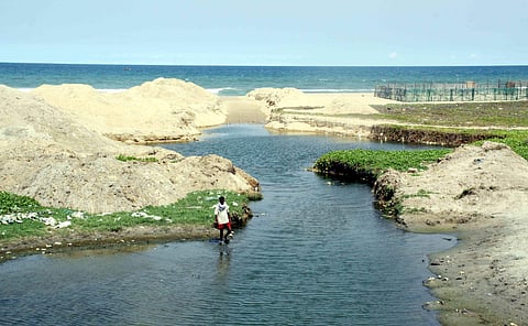 A view of the Adyar river (File photo | EPS)