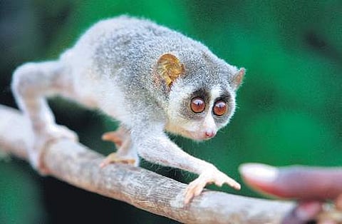 Slender Loris