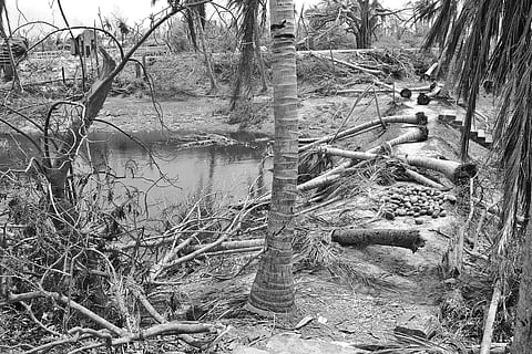 Uprooted coconut trees at a farm in Kendrapara district | express