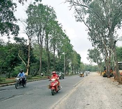 Contractors will have to plant, nurture trees: RDPR